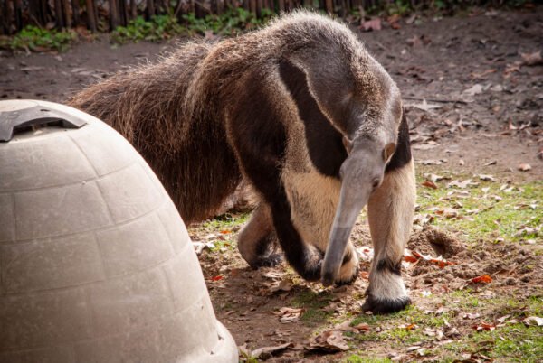 Last Weekend, I Fed a Giant Anteater – The Benefits of Hobbies and Adventures