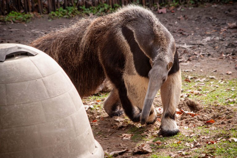 Last Weekend, I Fed a Giant Anteater – The Benefits of Hobbies and Adventures